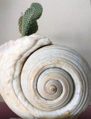 Shell Apartments